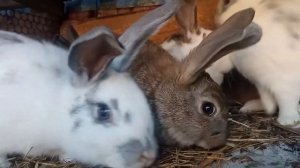 Не знаете как кормить и ухаживать за кроликами?? Вы пришли по адресу! Расскажу о содержании кролико