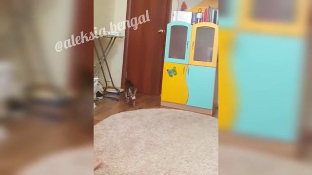Бенгальский кот приносит мяч. Дрессировка бенгальского кота.
