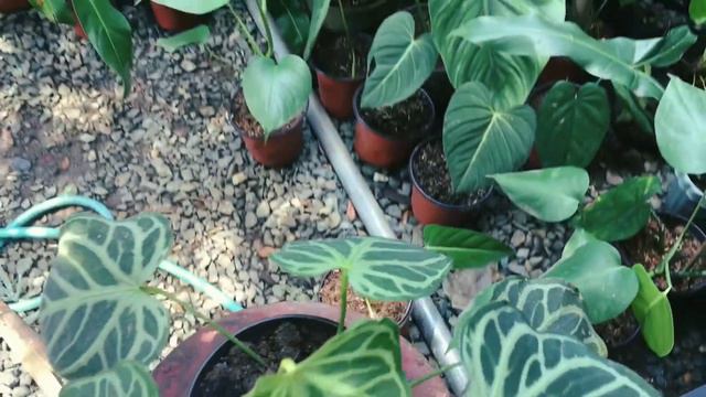 Anthurium Crystal Hope
