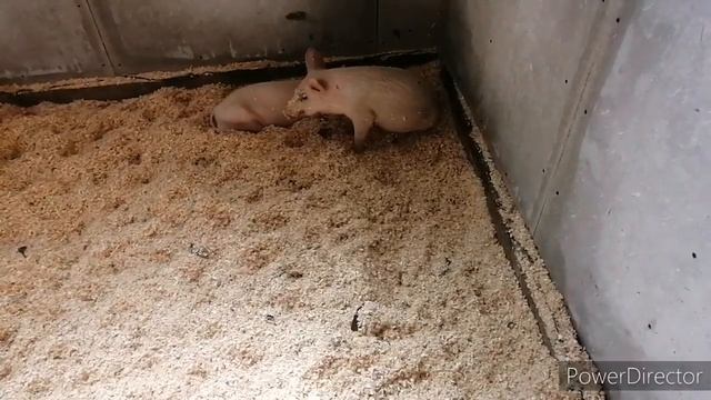 Поросята Ландрас и Крупная белая в 1 месяц. Вызываем ветврача.