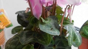 Как заставить цвести цикламен. Уход. Пересадка. Полив.