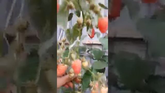 Малина в Казахстане. Усть-Каменогорск. Ремонтантная малина Оранжевое чудо. Отзывы Аминогумус. смотреть онлайн