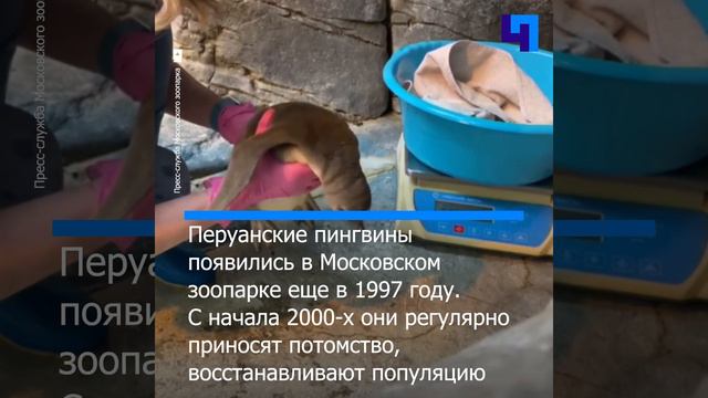 В Московском зоопарке вылупились трое птенцов пингвинов Гумбольдта смотреть онлайн