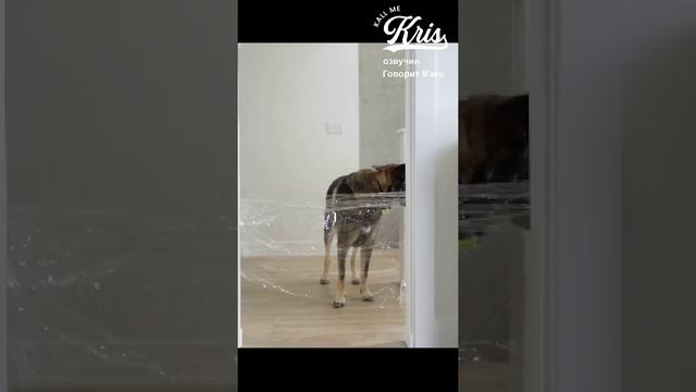 Kallmekris озвучка на русском. Лайфхаки из Тиктока. Заграждение для собаки из пленки смотреть онлайн