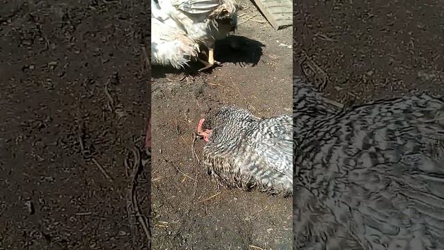 ДУМАЛА ЧТО КУРЫ СДОХЛИ ... смотреть онлайн