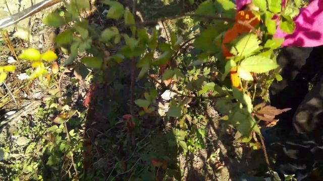 Укрытие ежевики Карака Блэк на зиму смотреть онлайн