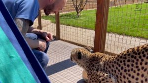 Cтраусиное яйцо и гепард Герда