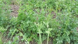 Петрушка листовая гигант Италии 2019