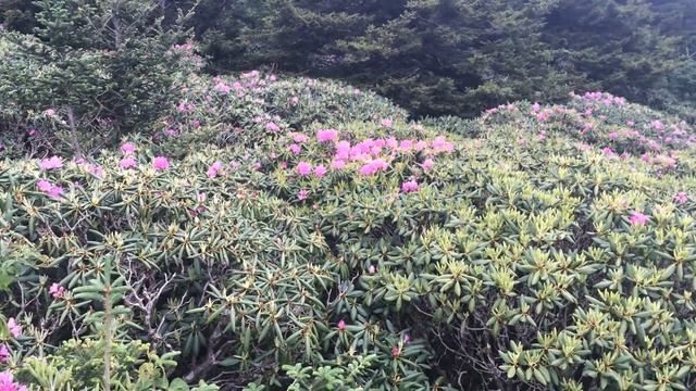 Roan Mountain Rhododendron Gardens смотреть онлайн