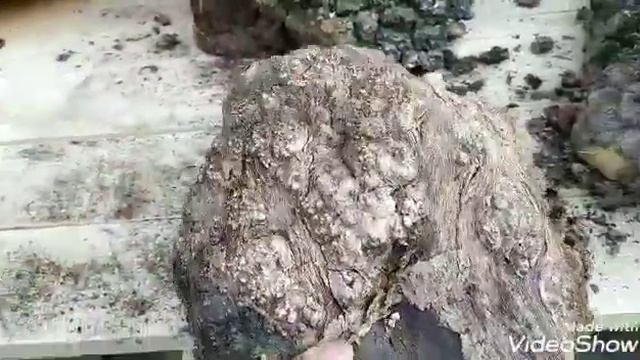 Burl Woodturning.Капа и сувель. Что это? Обзор видов и форм.. смотреть онлайн