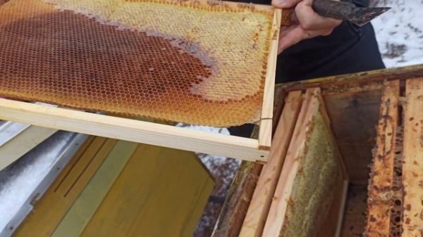 СЛЕТ ПЧЕЛ ОСЕНЬЮ причины | Почему слетают пчёлы