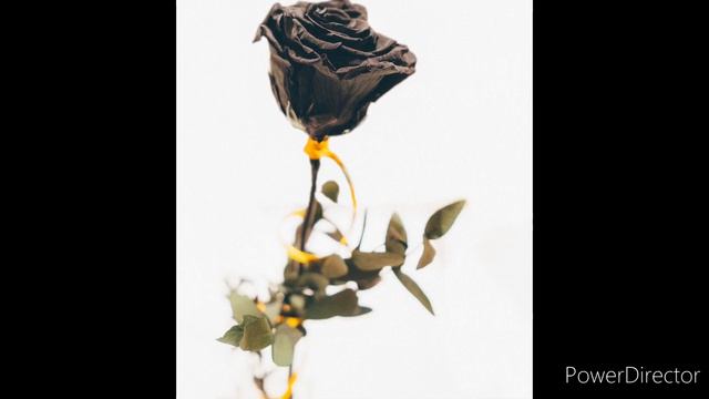 Black Roses Images. смотреть онлайн