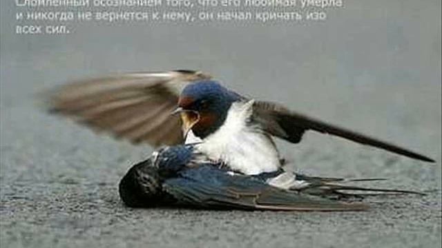 любовь птиц смотреть онлайн