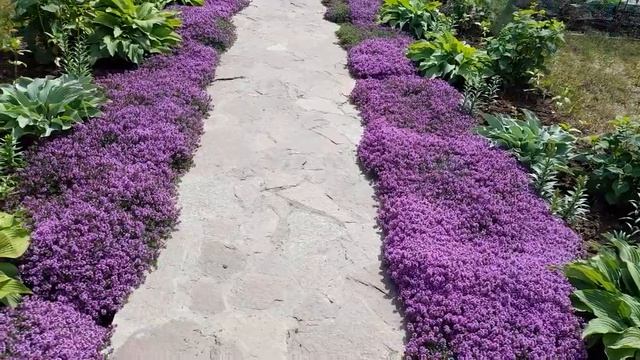 #дизайнсада #чабрецползучий / 2023г. Тимьян ползучий в дизайне сада. Сорт Халлс вар. Роза. смотреть онлайн