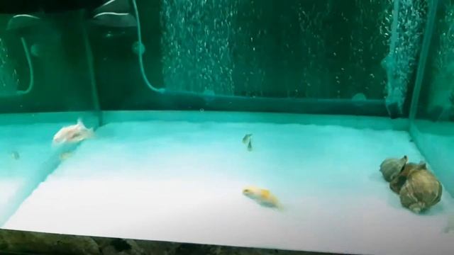 Карпы кои в аквариуме 53 день 8 дней лечимся синькой, завтра подмена воды смотреть онлайн