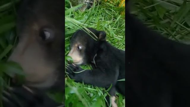 Медвежонок в шоке?#shorts #рекомендации #подпишись #рысь #медведь #животные#shorts смотреть онлайн