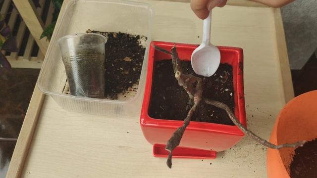 Эуфорбия Платиклада/Euphorbia Platyclada/Молочай. Особенности ухода/размножение/пересадка.Суккулент смотреть онлайн