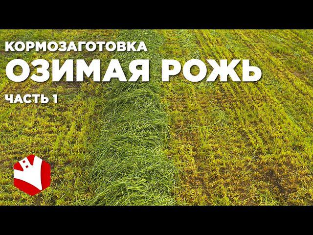 Заготовка кормов | Озимая рожь | КФХ Герефорд