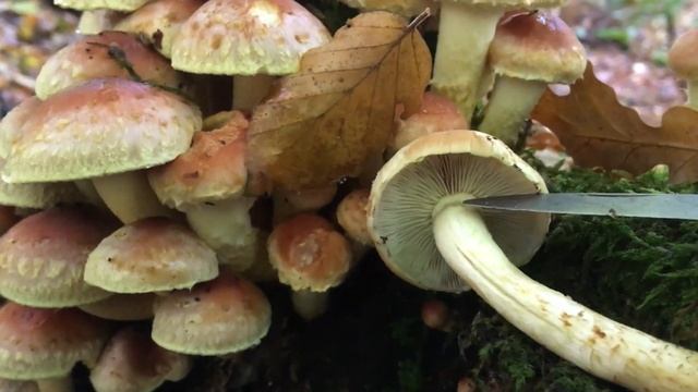 Hypholoma lateritium / Ложноопёнок кирпично-красный / brick cap / hypholome couleur de brique смотреть онлайн