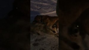 аланский дог