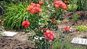 Обзор моего сада. Как сделать свой сад самым красивым