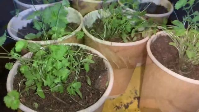 Работа с рассадой. Пикировка мирабилиса, базеллы, петрушки, ампельных томатов.???Часть 2. смотреть онлайн
