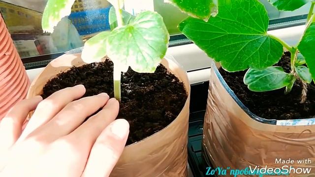 Огурцы на подоконнике. ЗИМОЙ.(часть № 3) Увядают листья, что делать!?!(25.02—06.03.18) смотреть онлайн