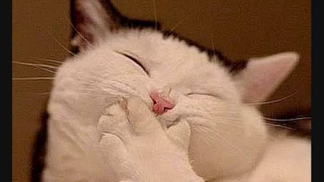 Очень прикольные коты! Смех до упаду!!! смотреть онлайн