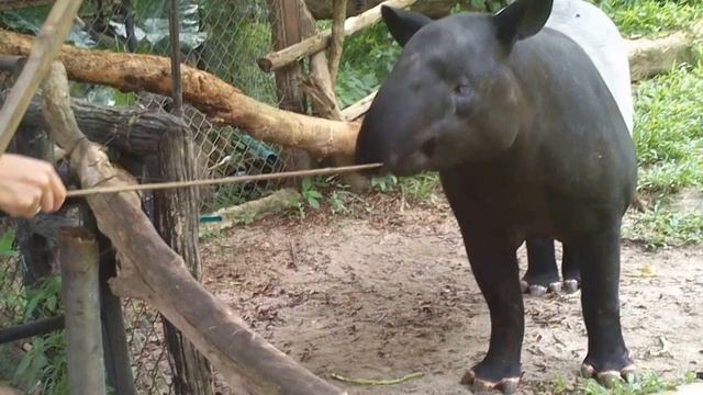 Как кормить тапира.Добрый, но нервный)) смотреть онлайн