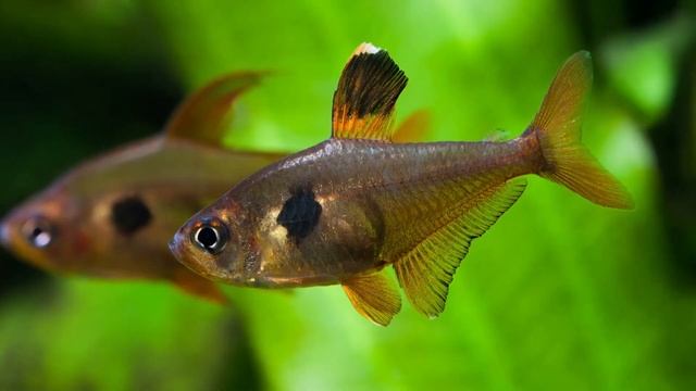 15 Best Angelfish Tank Mates (You Must Try With Your Angels) смотреть онлайн