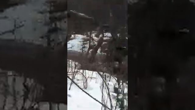 Лось в реке смотреть онлайн