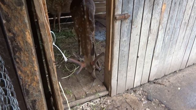 21. Олень в стойле смотреть онлайн