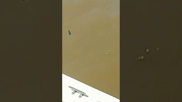 🔴 TERRIBLE PESCA A CAÑA DOBLADA! PEZ LUCHADOR del RIO DE LA PLATA 🐟🔥 смотреть онлайн