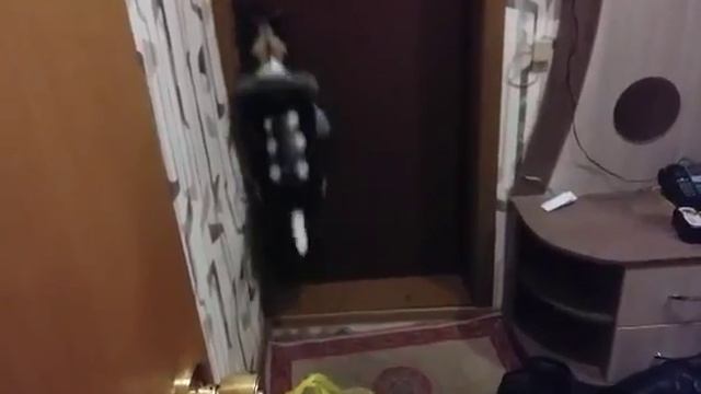 идем гулять (джек рассел) смотреть онлайн