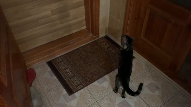 Кот просится на улицу 🐯 MEOW! The cat does want to go for a walk смотреть онлайн