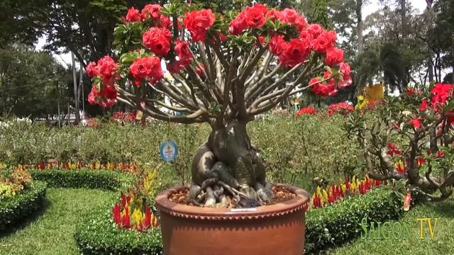 Adenium Obesum Flower- Desert Rose Seeds For Your Garden