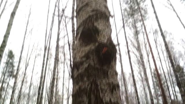 Чага сувель кап трутовик - как отличить смотреть онлайн