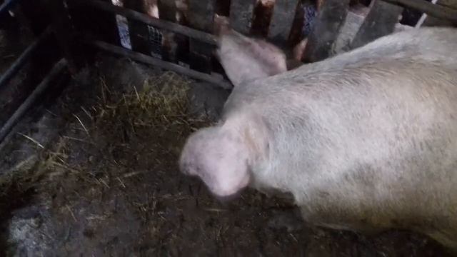 Уколы свиноматкам, свои хитрости. Как сделать укол крупной свиноматке. Поросятам 13 дней. смотреть онлайн