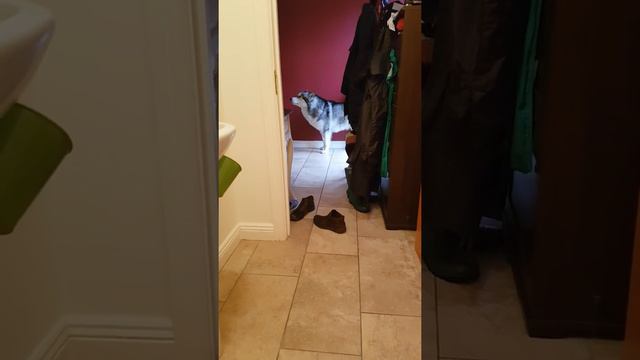 Разговорчивый маламут Путята 2