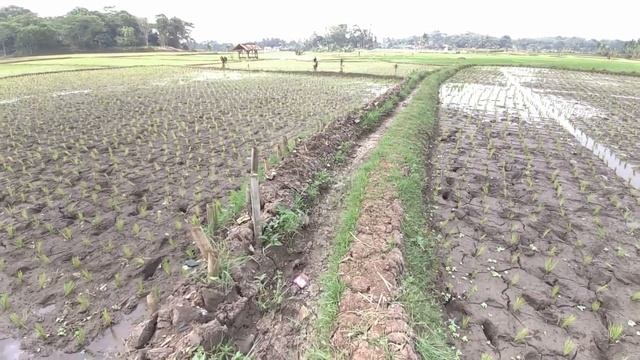 Walking Through The Fields in Cianjur, West Java, Indonesia (Fimi Palm 2 :1080P/60) смотреть онлайн
