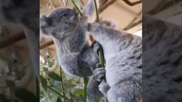 Коалы- милое создание! ? смотреть онлайн