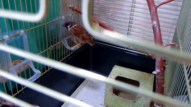 Влог | КАК ПРОХОДИТ МОЁ УТРО И ДЕНЬ С ПОПУГАЯМИ.Покупки для попугаев.Защита от кусачего воробья Тош смотреть онлайн