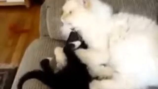 Котёнок доприставался смотреть онлайн
