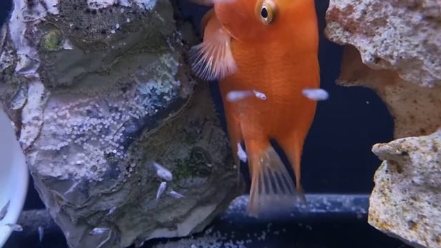 Red Devil and Blood Parrot Breeding смотреть онлайн