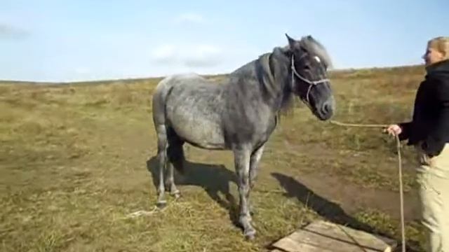 1 stage Чалая и Августина Саранча (Chalay and Avgustina Sarancha) смотреть онлайн