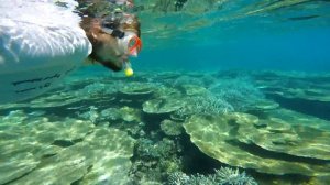 Мальдивы. Часть 6. Лучшие рифы Мальдив | Самостоятельные путешествия HD