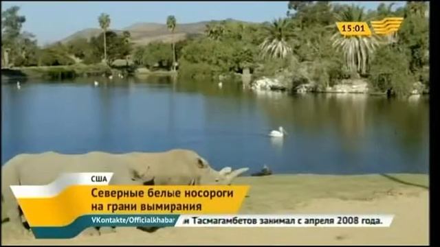 Северные белые носороги в опасности вымирания смотреть онлайн