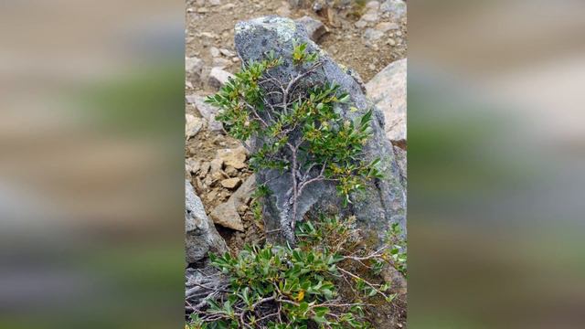 Чарующая Арктика смотреть онлайн