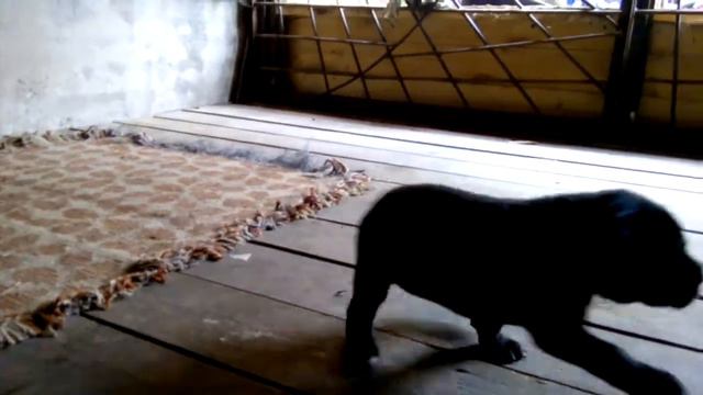VID 20170709 104536 смотреть онлайн