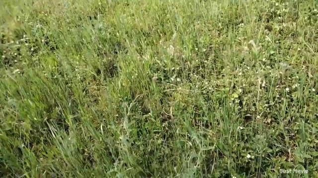 Много зелени, погода весенняя, гуляем по лугу. смотреть онлайн